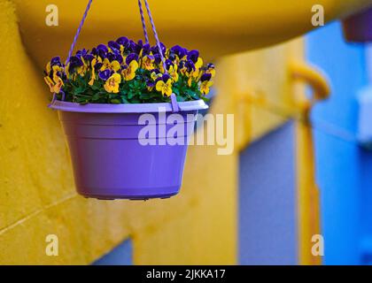 Un poco profondo fuoco di fiori di panico in un vaso di piante viola appeso all'aperto durante il giorno con sfondo sfocato Foto Stock