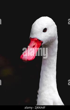 Un ritratto verticale di un'anatra con becco rosso , su sfondo nero Foto Stock