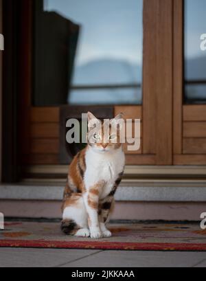 Un bel gatto con occhi verdi seduti e guardando davanti alla porta di una casa Foto Stock