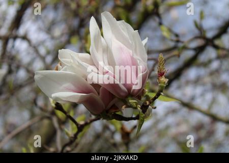 Un primo piano di un fiore rosa di magnolia in un giardino su uno sfondo sfocato Foto Stock