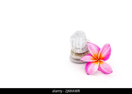 Una carta da parati con un fiore di piumeria rosa (frangipani) vicino a piccole rocce isolate su sfondo bianco Foto Stock