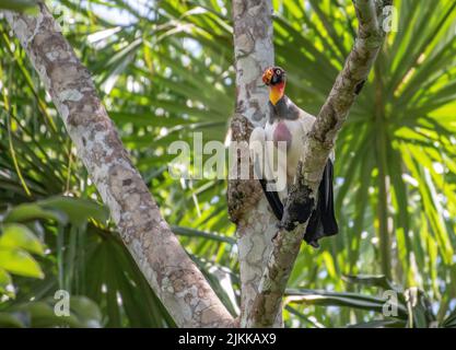 Un primo piano di un colorato condor californiano (Gymnogyps californianus) arroccato sul ramo dell'albero Foto Stock