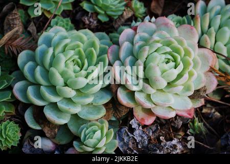 Una vista panoramica delle splendide piante fiorite di Echeveria in un giardino Foto Stock