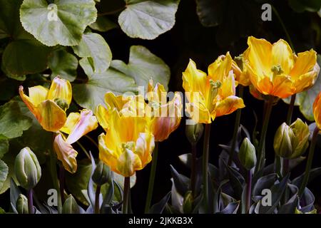 Una vista panoramica di tulipani gialli luminosi in un giardino Foto Stock