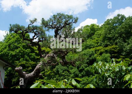 Albero di Bonzai fuori nel giardino giapponese in Giappone Foto Stock