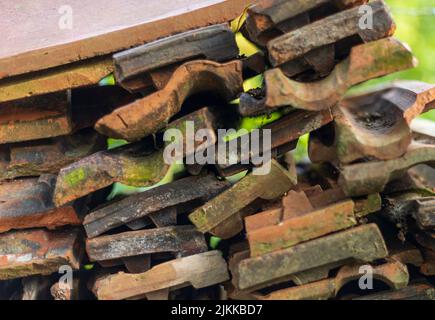 Un primo piano di tegole in una forma molto bella in un giardino verde Foto Stock