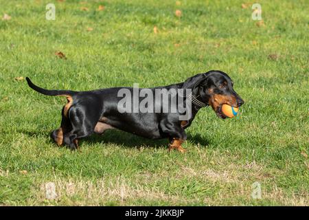 dachshund correre e saltare sul prato Foto Stock