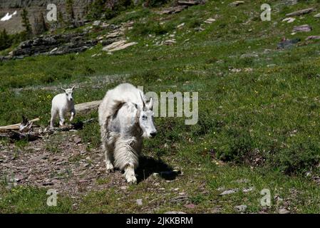 Le capre di montagna rocciose nel Glacier National Park Foto Stock