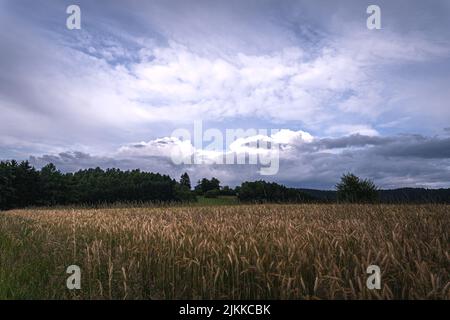 Orecchie d'oro di grano sul campo alla luce del sole. Campi di grano alla fine dell'estate completamente maturi. Foto Stock