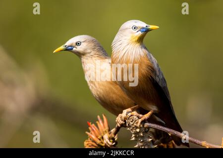 Un focus selettivo sparato di due uccelli stellati coda di castagno appollaiati su un ramo dell'albero nel parco Foto Stock