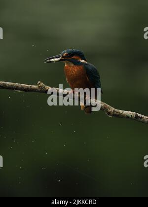 Kingfisher godere di pesca da un persico, ma spesso volare ad un altro con un fermo ! Foto Stock