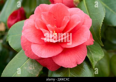 Un primo piano di una camelia rosa giapponese cresciuta nel giardino in primavera Foto Stock