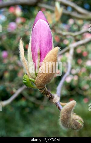 Un primo piano di una magnolia liliiflora viola coltivata nel giardino in primavera Foto Stock