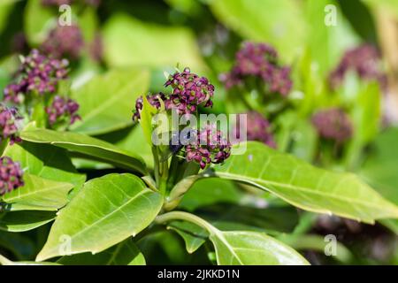 Un primo piano di una mosca sui fiori viola di Milkweed coltivati nel giardino in primavera Foto Stock