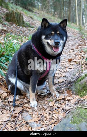 Un adorabile Shiba Inu con un collare seduto nella foresta in autunno Foto Stock