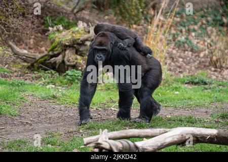 Un gorilla bambino sulla schiena di sua madre Foto Stock