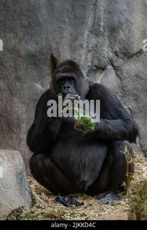 Uno scatto verticale di un gorilla adulto che mangia il verde Foto Stock