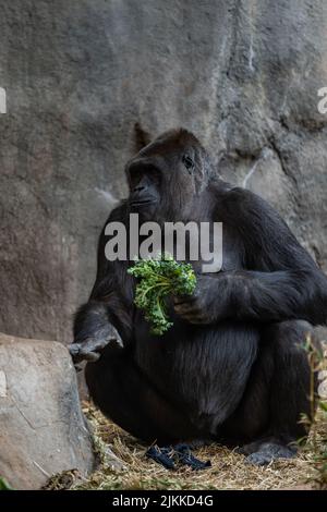 Uno scatto verticale di un gorilla adulto che mangia il verde Foto Stock