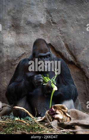 Uno scatto verticale di un gorilla adulto che mangia il verde Foto Stock