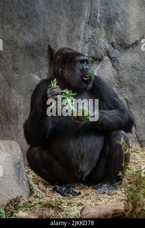 Uno scatto verticale di un gorilla adulto che mangia il verde Foto Stock