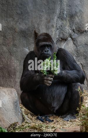 Uno scatto verticale di un gorilla adulto che mangia il verde Foto Stock