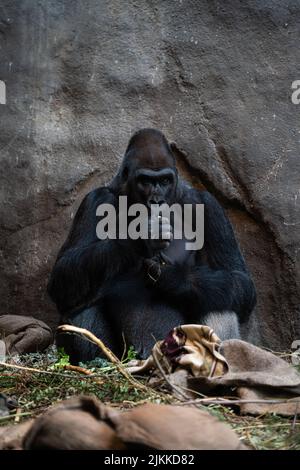 Uno scatto verticale di un gorilla adulto che mangia il verde Foto Stock