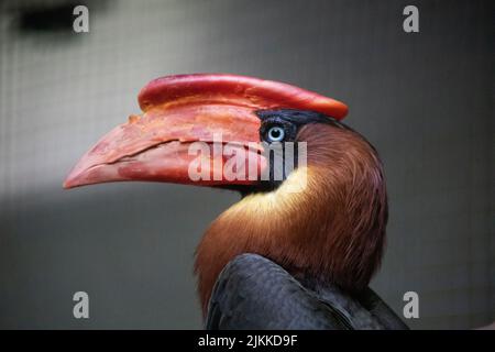 Un primo piano di una rufosa becco d'ornamento su uno sfondo grigio sfocato nello zoo di Colchester Foto Stock