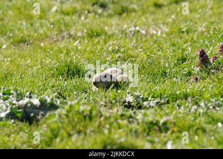 Un primo piano di roditori Gopher seduti sull'erba. Foto Stock