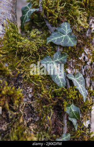 Foglie di edera e muschio verde avvolto intorno al tronco dell'albero Foto Stock