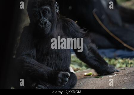 Un ritratto di una giovane gorilla nel suo habitat naturale Foto Stock