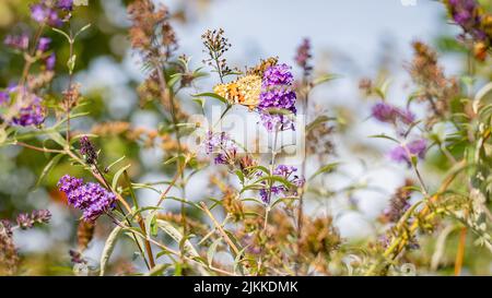 Una bella farfalla è seduta su un prato luminoso su delicati fiori di lilla Foto Stock