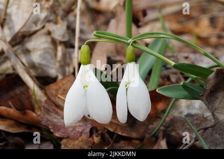 Un primo piano di fiori bianchi di neve che crescono tra le foglie cadute in una foresta Foto Stock
