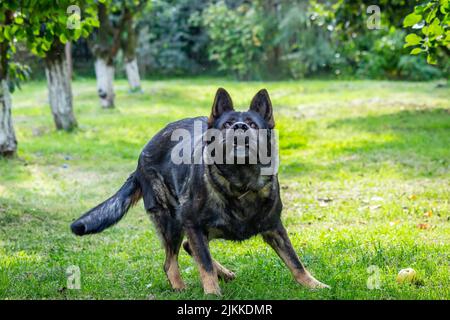 Un cane pastore tedesco che gioca con una palla in giardino Foto Stock