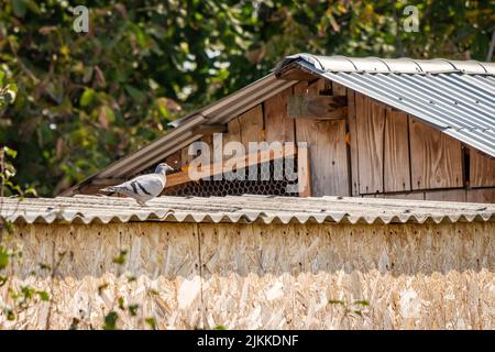 Un piccione è seduto sul tetto di una casa di legno Foto Stock