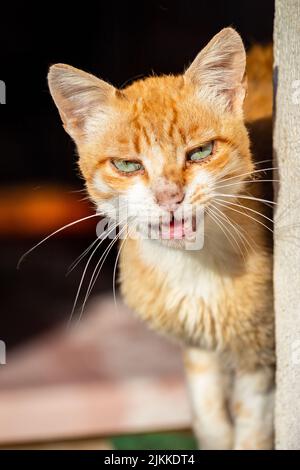 Un gatto di zenzero fatto in casa con occhi verdi primo piano Foto Stock