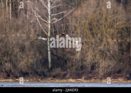I bei mallards che volano sopra la superficie dell'acqua su uno sfondo di una foresta in una giornata di sole Foto Stock