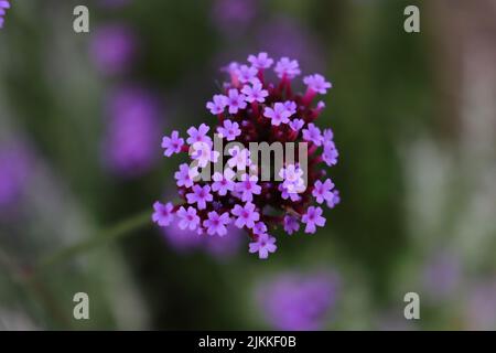 Primo piano di Verbena bonariensis. Messa a fuoco superficiale. Foto Stock