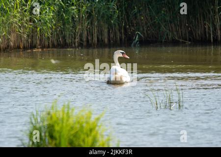 Un bel colpo di cigno muto nuotare nella calma acqua del lago in luce del sole Foto Stock
