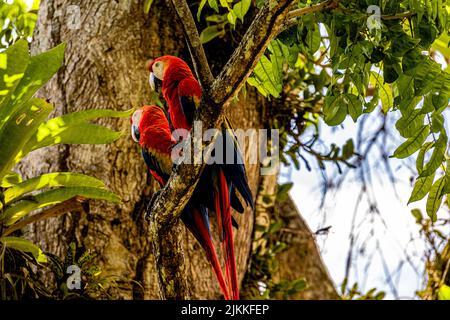 Un tiro a basso angolo di un paio di macaws Scarlet appollaiati su un grande ramo d'albero nella foresta in una giornata di sole Foto Stock