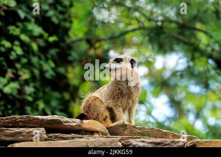 Un piccolo meerkat poco profondo che si siede su pietre con uno sfondo di albero sfocato allo zoo Foto Stock