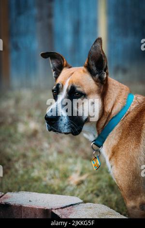 Un tiro verticale poco profondo di un cane americano Staffordshire Terrier che guarda indietro con il colletto blu Foto Stock