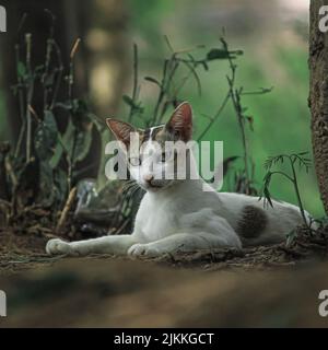 Un gatto bianco curioso con macchie marroni che giacciono nella natura Foto Stock