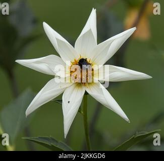 Un primo piano di un fiore bianco a forma di stella dahlia con un insetto sul suo pistillo giallo Foto Stock