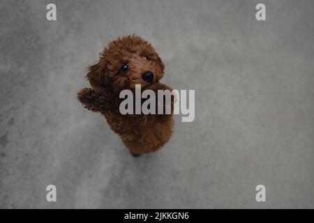 Un cane un po' soffice si alza sulle gambe posteriori e guarda verso l'alto Foto Stock
