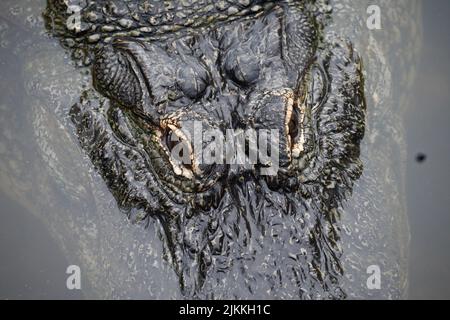 Primo piano di un alligatore americano, Alligator missispiensis a Orlando, Florida. Vista dall'alto. Foto Stock