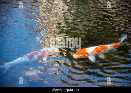 Una bella foto di due pesci koi in acqua l'uno accanto all'altro Foto Stock