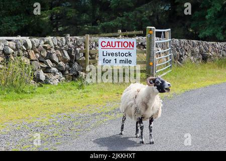 Pecore in piedi sulla strada di fronte a un cartello che avverte i conducenti circa i pericoli di animali sulla strada, roaad non classificato nel sud Ayrshire, Scozia Foto Stock