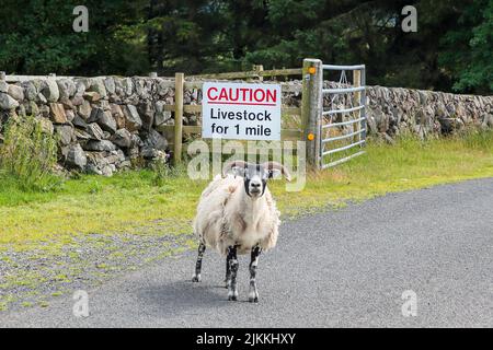 Pecore in piedi sulla strada di fronte a un cartello che avverte i conducenti circa i pericoli di animali sulla strada, roaad non classificato nel sud Ayrshire, Scozia Foto Stock