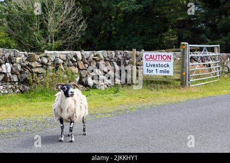 Pecore in piedi sulla strada di fronte a un cartello che avverte i conducenti circa i pericoli di animali sulla strada, roaad non classificato nel sud Ayrshire, Scozia Foto Stock