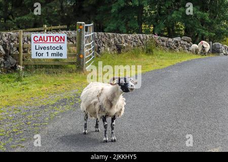 Pecore in piedi sulla strada di fronte a un cartello che avverte i conducenti circa i pericoli di animali sulla strada, roaad non classificato nel sud Ayrshire, Scozia Foto Stock